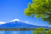 富士山と新緑のモミジ [STE110007026]