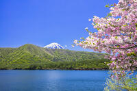 サクラ咲く西湖 [STE110007027]