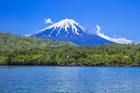 富士山と新緑の西湖 [STE110007028]
