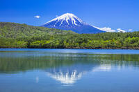 富士山と新緑の西湖 [STE110007029]