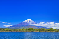 精進湖と富士山 [STE110007052]