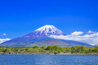 精進湖と富士山 [STE110007053]