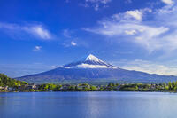 新緑の河口湖と富士山 [STE110007054]