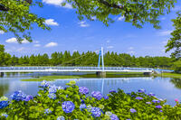 水元公園のアジサイ [STE110007078]