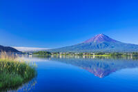 河口湖の新緑と富士山 [STE110007089]