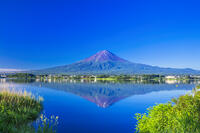 河口湖の新緑と富士山 [STE110007092]