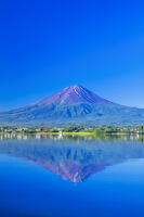 河口湖の新緑と富士山 [STE110007093]