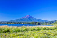 富士山とネモフィラ [STE110007095]
