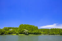 新緑の水元公園 [STE110007113]