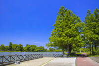 新緑のみさと公園と水元公園 [STE110007118]