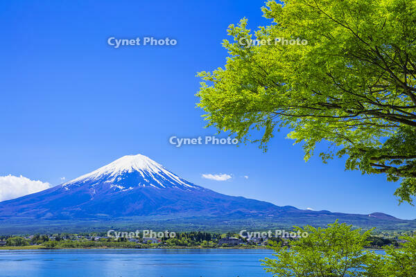 富士山と新緑のモミジ [STE110007026]