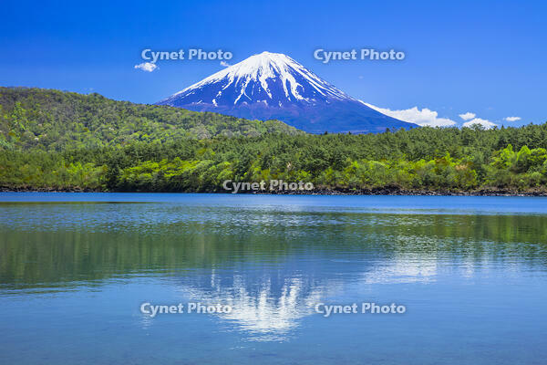富士山と新緑の西湖 [STE110007029]