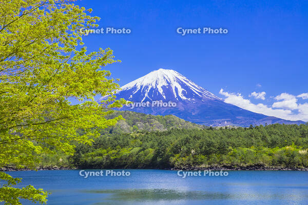 モミジ の花咲く西湖 [STE110007033]