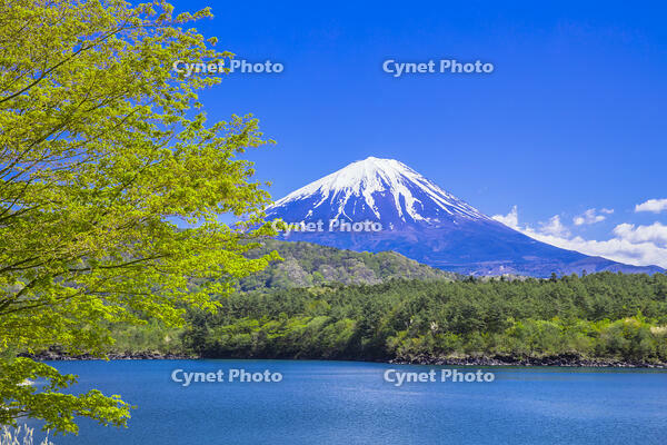 モミジ の花咲く西湖 [STE110007035]