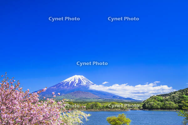精進湖とサクラ [STE110007040]