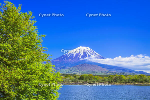 モミジ の花咲く精進湖 [STE110007047]