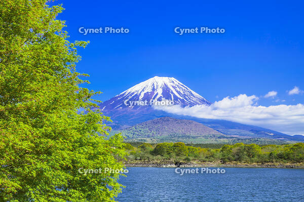 モミジ の花咲く精進湖 [STE110007049]