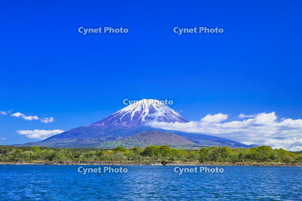 精進湖と富士山 [STE110007052]