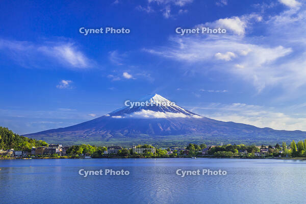 新緑の河口湖と富士山 [STE110007054]