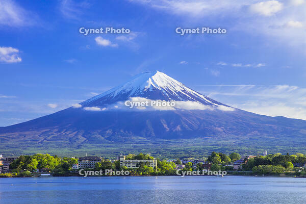 新緑の河口湖と富士山 [STE110007055]