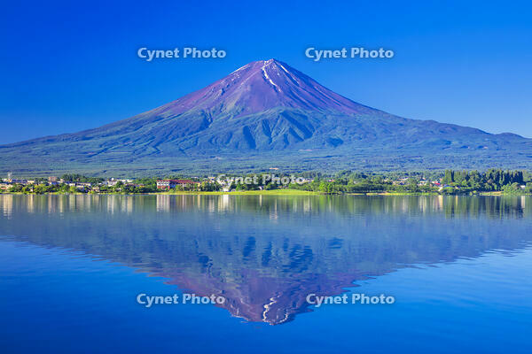 河口湖の新緑と富士山 [STE110007084]