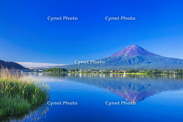 河口湖の新緑と富士山 [STE110007089]