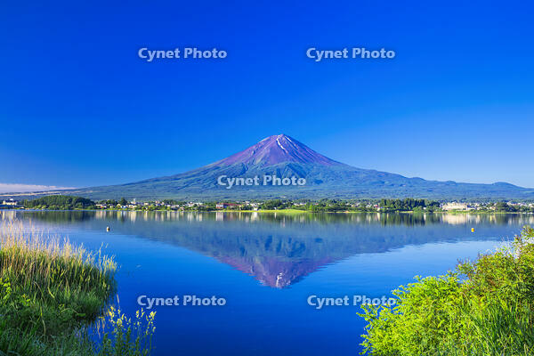 河口湖の新緑と富士山 [STE110007092]