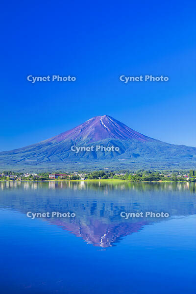 河口湖の新緑と富士山 [STE110007093]
