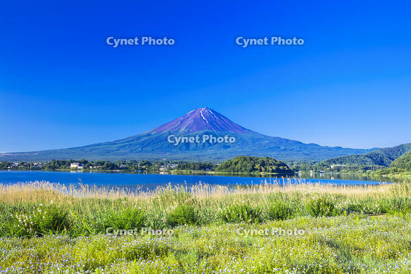 富士山とネモフィラ [STE110007095]