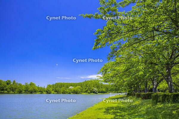 新緑のみさと公園と水元公園 [STE110007112]