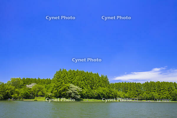 新緑の水元公園 [STE110007113]