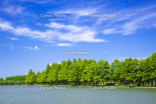 新緑の水元公園とみさと公園 [STE110007121]