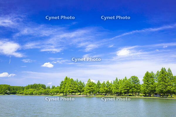 新緑の水元公園とみさと公園 [STE110007126]
