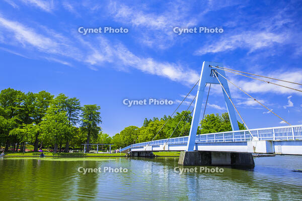 新緑の水元公園と水元大橋 [STE110007128]