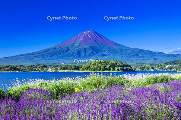 河口湖のラベンダーと富士山 [STE110004871]