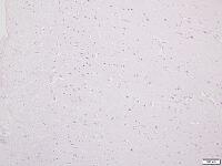 大脳皮質6層構造 [BAS110000005]