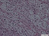 副腎皮質髄質 [BAS110000046]