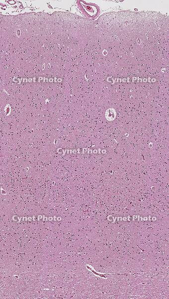 大脳皮質6層構造 [BAS110000004]