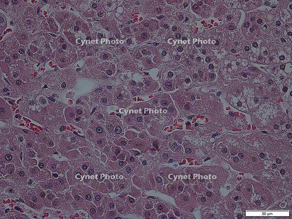 副腎皮質髄質 [BAS110000048]