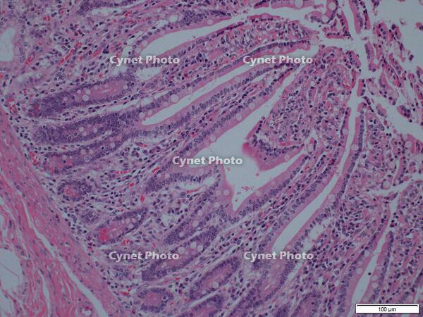 腸絨毛 [BAS110000099]