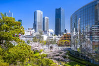 桜咲く毛利庭園 [YMA110016028]
