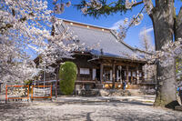 桜咲く上野寛永寺 [YMA110016033]