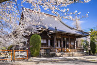 桜咲く上野寛永寺 [YMA110016034]