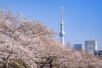 桜咲く猿江恩賜公園と東京スカイツリー [YMA110016036]