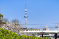 桜咲く旧中川水辺公園と東京スカイツリー [YMA110016038]