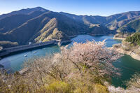 桜咲く奥多摩湖 [YMA110016054]