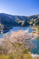 桜咲く奥多摩湖 [YMA110016055]