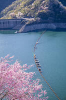桜咲く奥多摩湖 [YMA110016056]