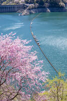 桜咲く奥多摩湖 [YMA110016057]