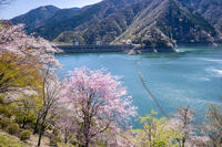 桜咲く奥多摩湖 [YMA110016058]